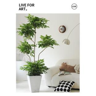 客厅高大绿植家庭绿植客厅落地绿植真花室内大型绿植真花旺宅摆件