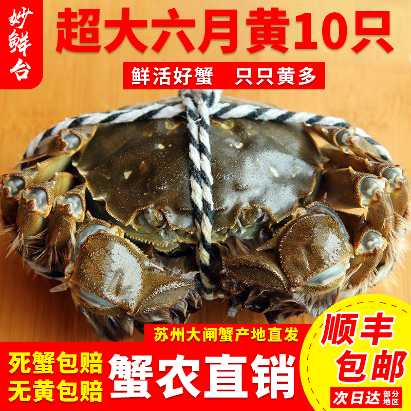 妙鲜台产地直发苏州阳澄大闸蟹鲜活10只礼盒装螃蟹全母蟹公蟹净重