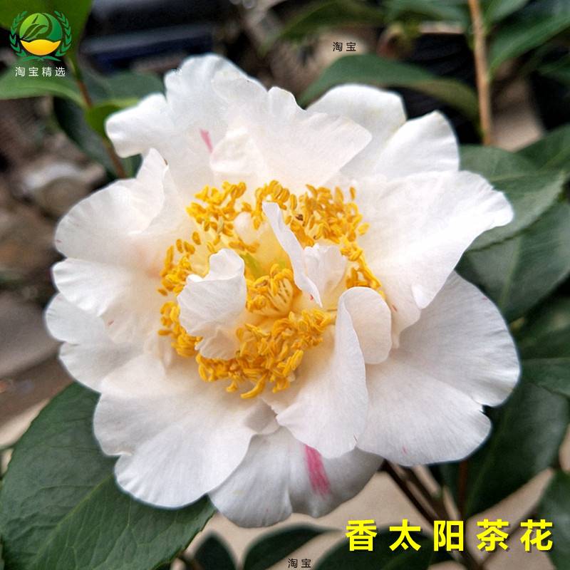 香太阳茶花盆栽带香味室内绿植阳台花卉四季开花植物庭院盆景精选