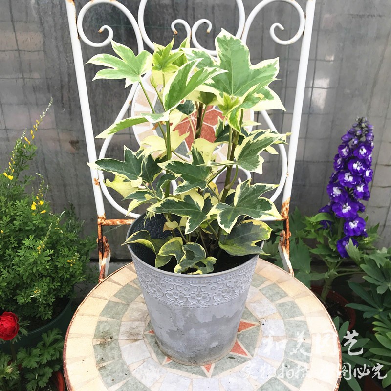新品花叶八角金盘 花叶熊掌木盆栽  爬藤观叶盆栽 净化空气吸毒草
