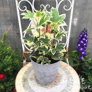 新品花叶八角金盘 花叶熊掌木盆栽 爬藤观叶盆栽 净化空气吸毒草