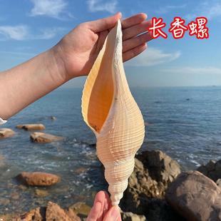 天然海螺大响螺长香螺贝壳标本收藏摆件法器号角鱼缸水族造景
