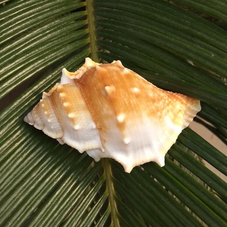 天然海螺贝壳海参螺 鱼缸水族造景 婚庆家居地台 地中海橱窗装饰