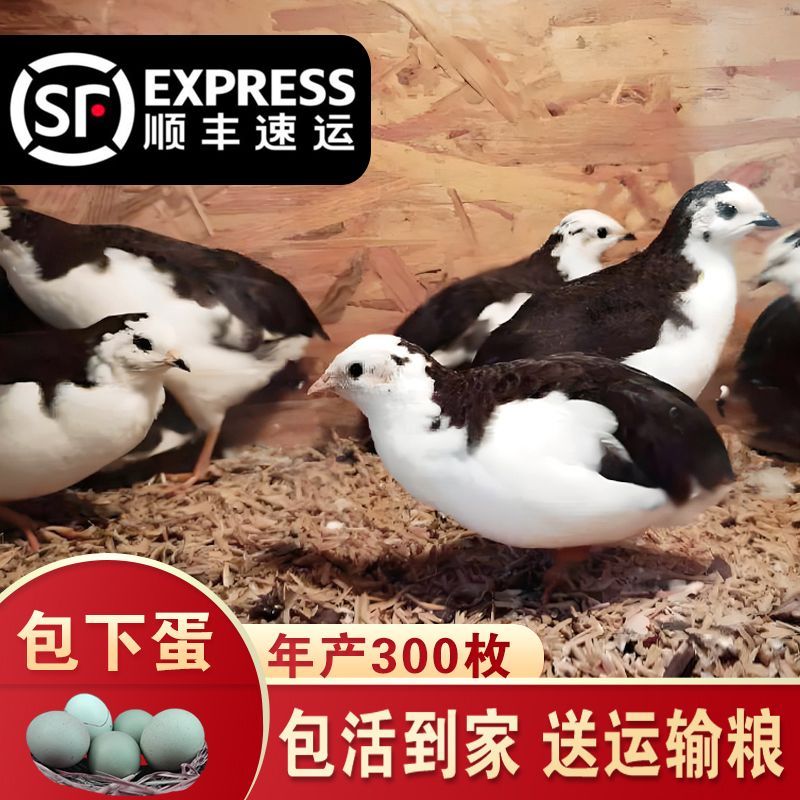 芦丁鸡下单鸡宠物鸡产蛋鸡