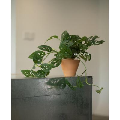 故事森林 米歇尔小巨洞盆栽龟背竹藤蔓爬藤植物室内办公桌面绿植