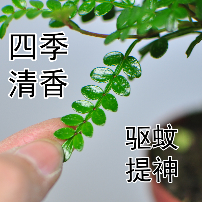 清香木盆栽竹柏四季常青室内驱蚊木本植物好养耐活盆景绿植胡椒木