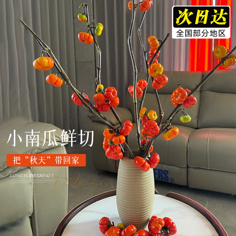 小南瓜鲜花观赏插花花束水培干燥花切枝花卉室内水培绿植物装饰摆