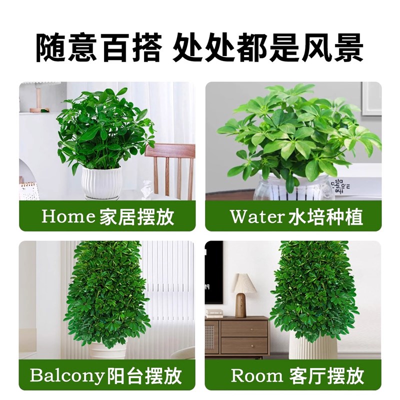 鸭脚木八方来财树植物发财树大盆栽客厅绿植大型室内花卉四季好养