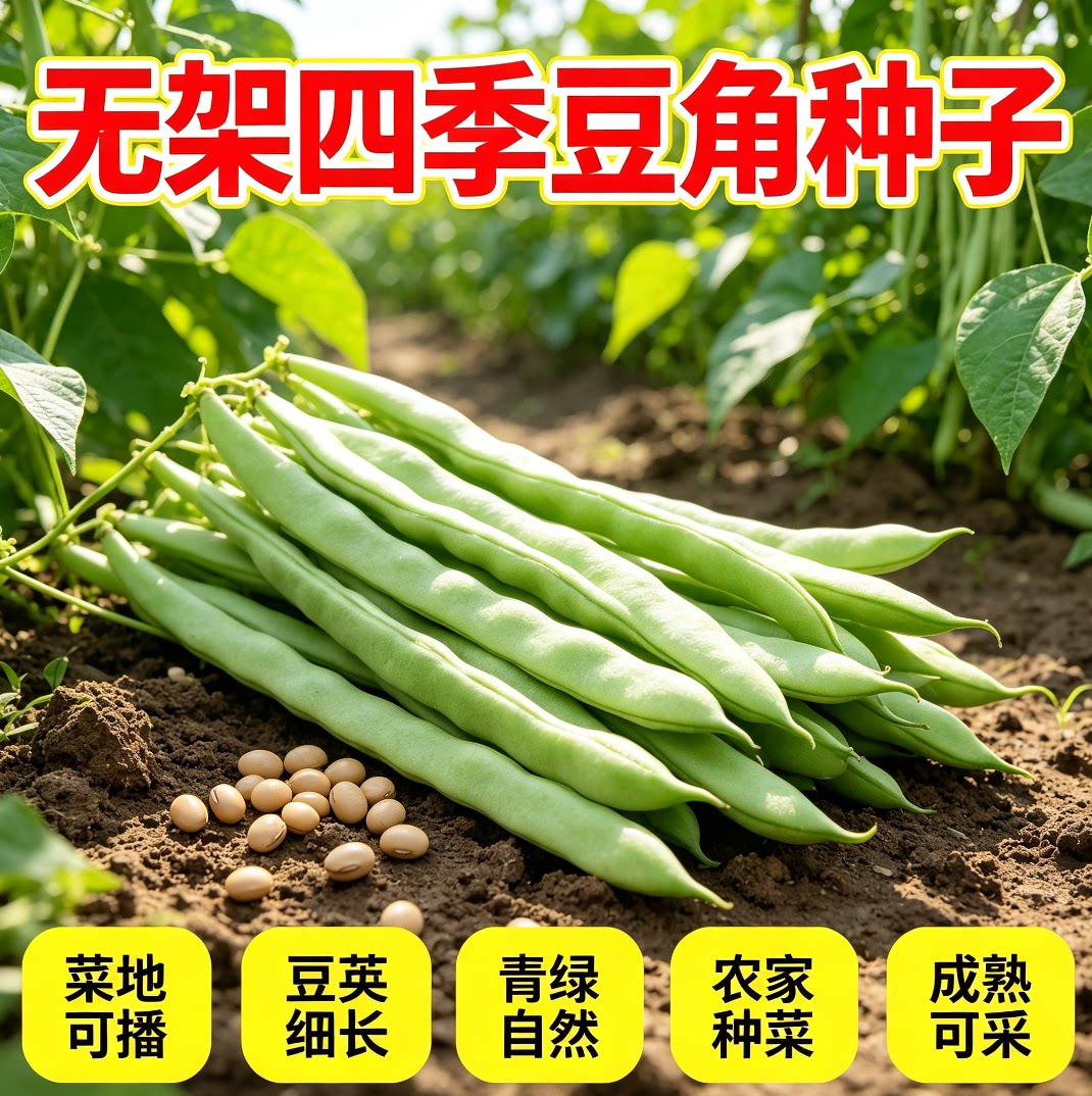 早熟无架矮生地豆种子不搭架四季豆籽阳台小院可盆栽种植蔬菜种子