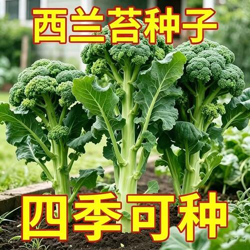 西兰苔种芥兰种籽芥菜苔种四季春种耐热阳台庭院蔬菜种大全