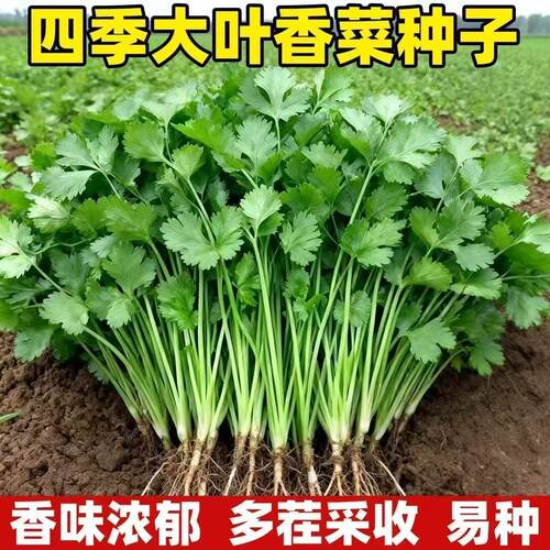 香菜种子四季易种耐热耐抽苔阳台水果蔬菜种子水果农家四季香菜