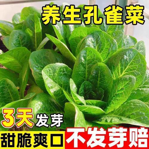 孔雀菜不生虫不打药生吃