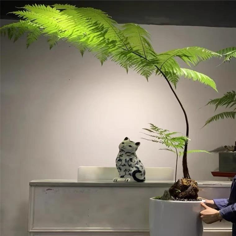 蕨类金毛猴蕨森系自然盆景禅意室内绿植金毛盆栽庭院茶室植物景观