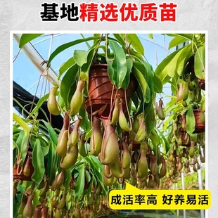猪笼草捕蝇草大号盆栽阳台庭院食虫驱蚊植物室内趣味花卉绿植吊盆