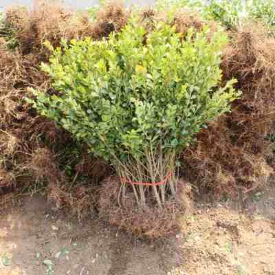 黄杨树苗庭院绿化苗木小叶黄杨苗瓜子黄杨苗盆景常青树苗黄杨现挖