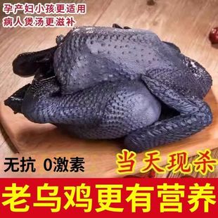 新鲜乌鸡整只现杀滋补土鸡正宗散养农家乌骨鸡整只煲汤包邮清仓