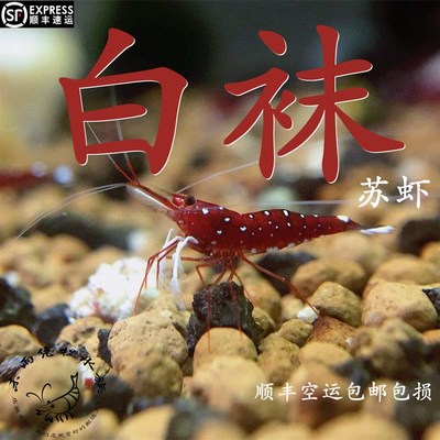 白袜 苏虾  0.8-1.2cm亚成 包损 淡水苏拉维西虾观赏虾繁殖组