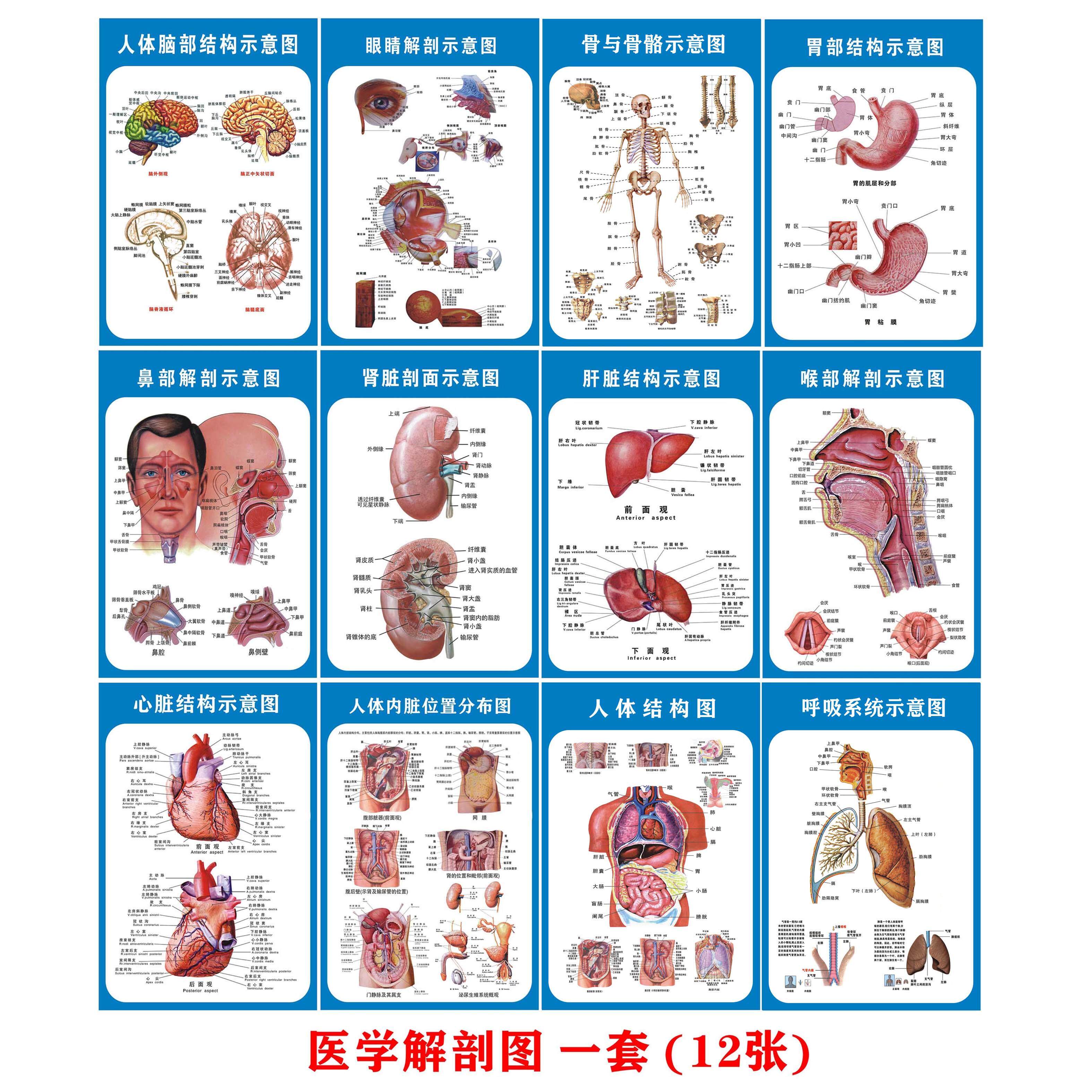 人体结构消化生殖泌尿神经系统解剖海报医院医学挂图内脏骨骼肌肉