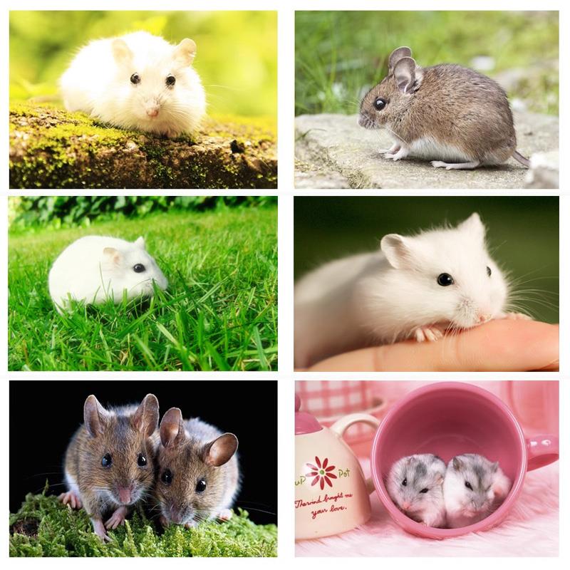 可爱动物仓鼠猫和老鼠图片小白鼠米老鼠宠物店鼠年生肖海报贴纸画