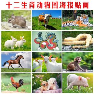 十二生肖属相动物海报画小鼠牛虎兔龙蛇马羊猴鸡狗猪图片墙贴画纸
