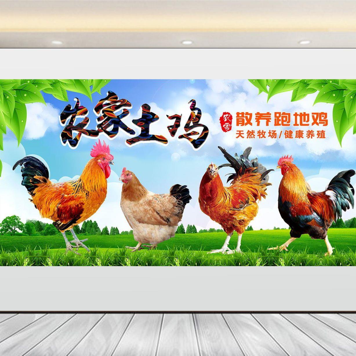 农家土鸡海报贴画散养土鸡蛋背景墙面装饰笨鸡蛋广告墙贴自粘贴纸图片