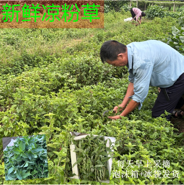 现摘仙草仙草冻黑凉粉草粿草汁正宗烧仙草新鲜发包邮