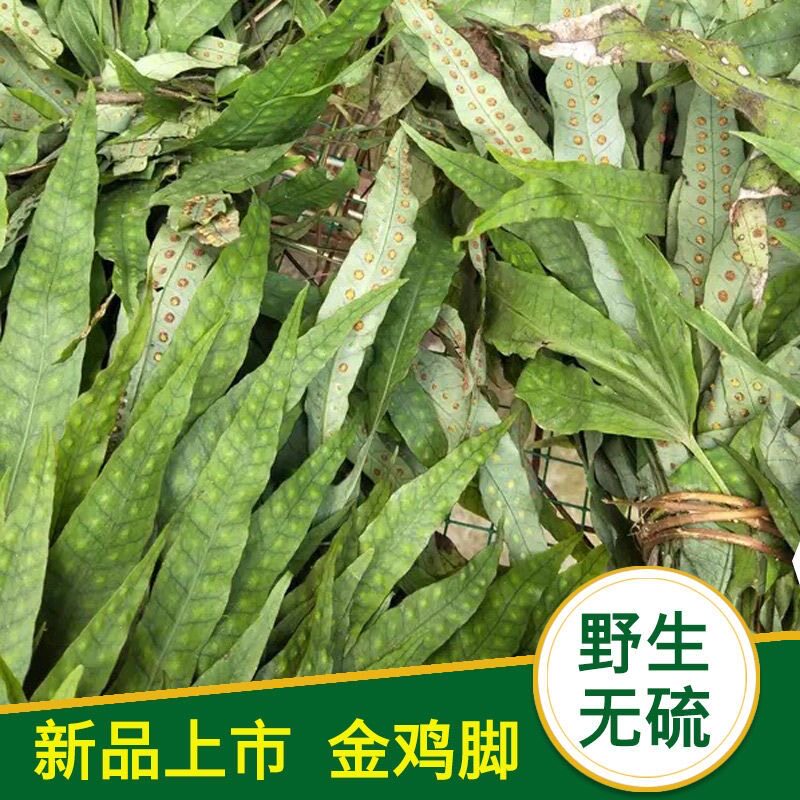 武平特产 炖汤 金鸡脚中草药 鸭掌草 客家新鲜晒干鸭脚草