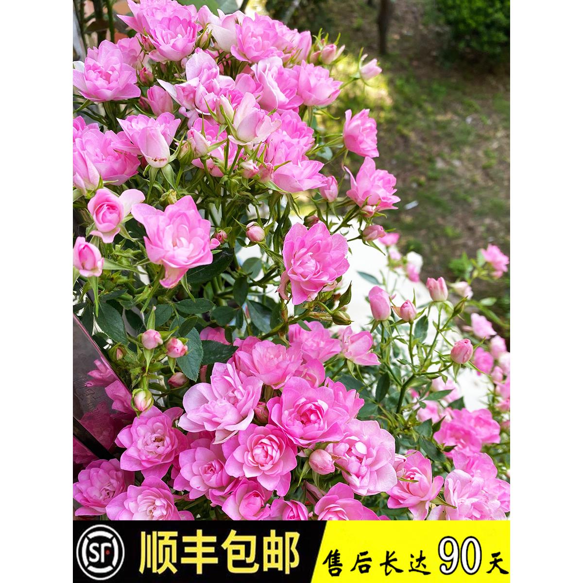 天河繁星月季花苗微型灌木多头玫瑰特大蔷薇花迷你超微阳台盆栽花
