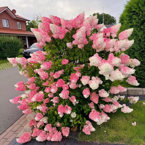 别墅花园高档绣球花苗无尽夏圆锥木绣球香草草莓大苗庭院耐寒耐热