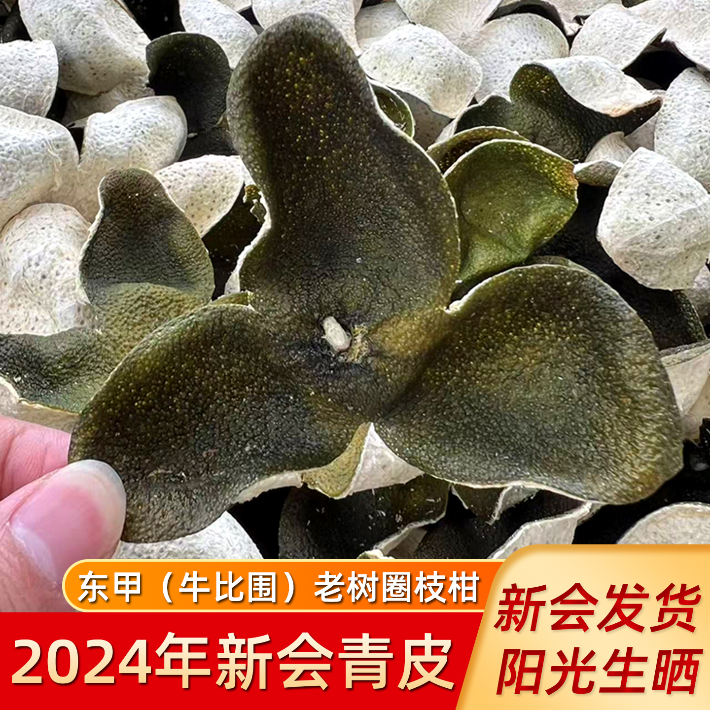 2024年新会圈枝东甲大青皮中药材