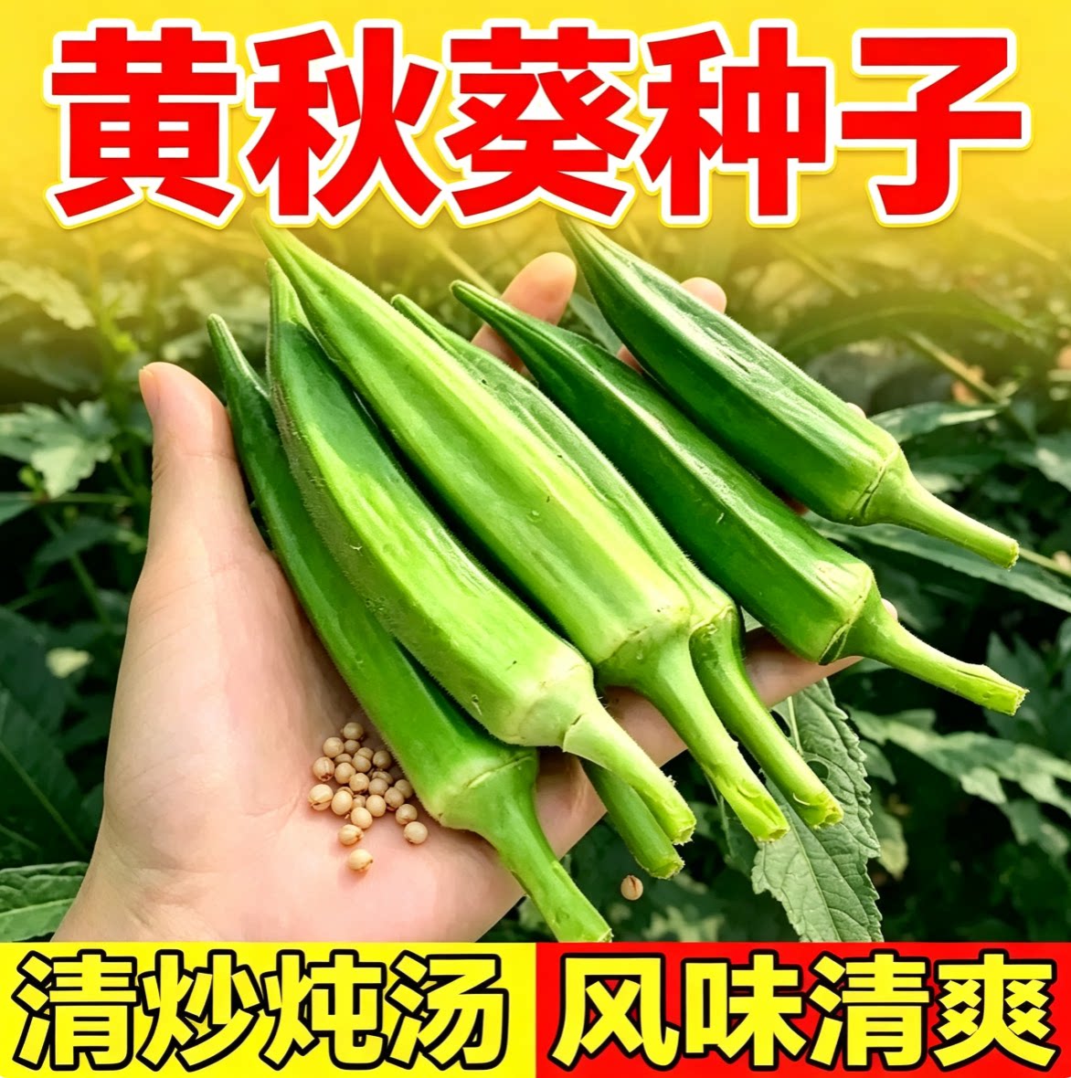 黄秋葵种籽 种植简单新采菜籽庭院露地栽培 阳台盆栽秋葵蔬菜种子