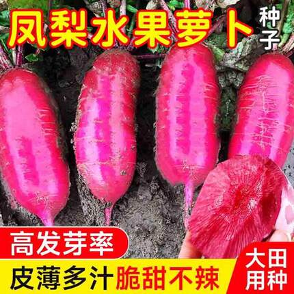 凤梨水果萝卜种籽大全红皮红心萝卜种子紫美人四季播阳台盆栽种孑