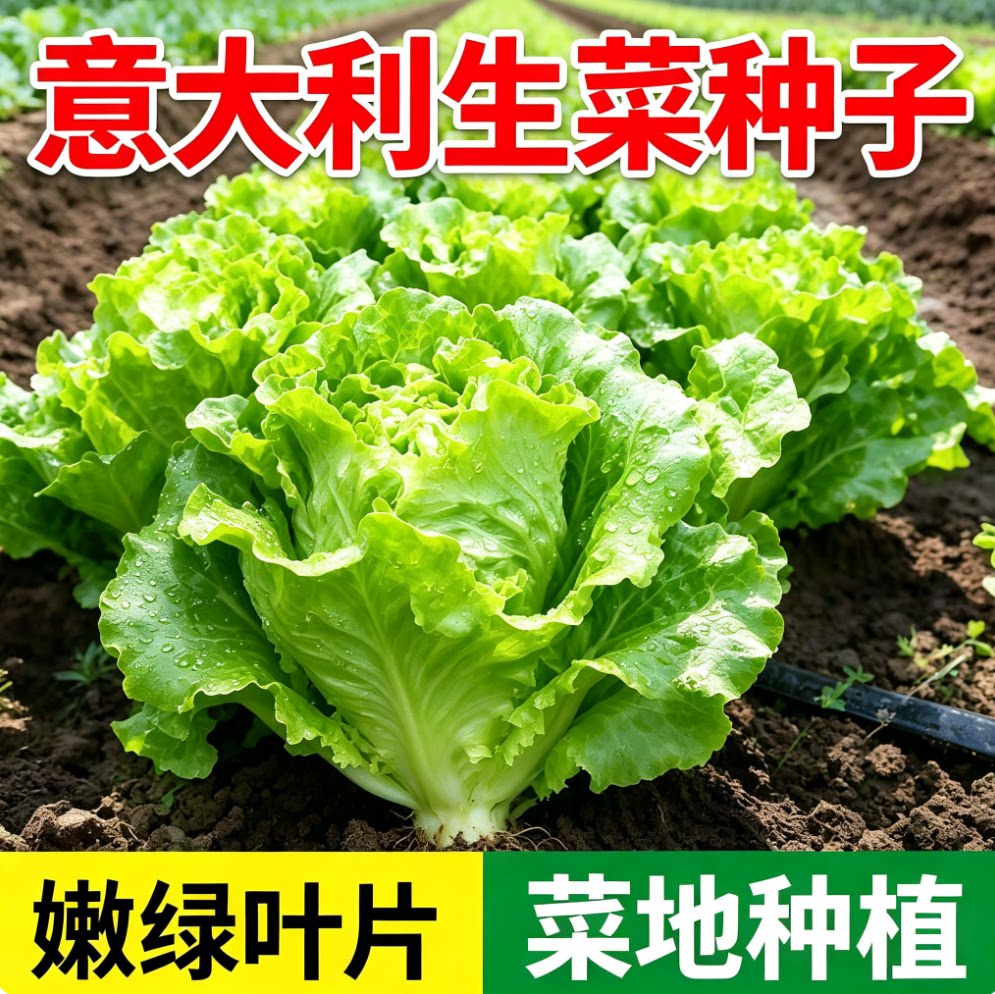 意大利生菜奶油玻璃生菜种子生吃耐寒耐热种子阳台庭院可播种四季