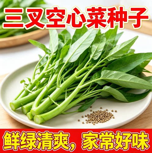 正宗高产三叉空心菜种籽