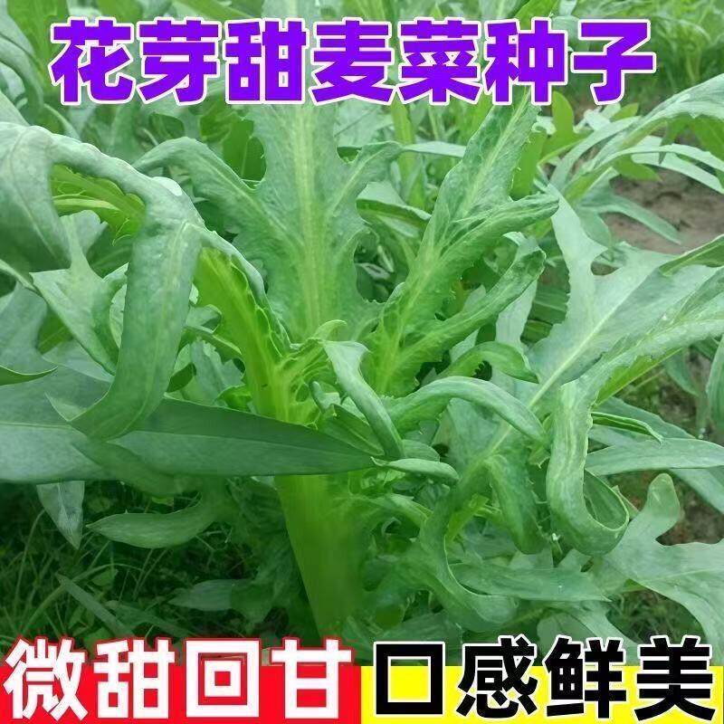 四季花芽甜麦菜种子苦麦菜苦麻菜青菜籽耐热耐寒大田盆栽蔬菜种孑