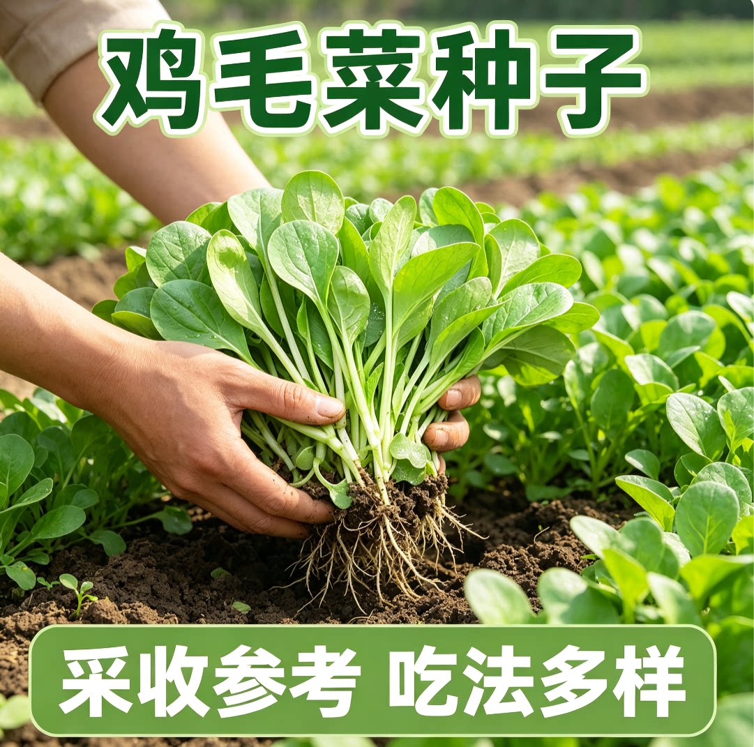 鸡毛菜种子一年四季播耐热耐寒小白菜青菜油菜孑阳台盆栽蔬菜种子