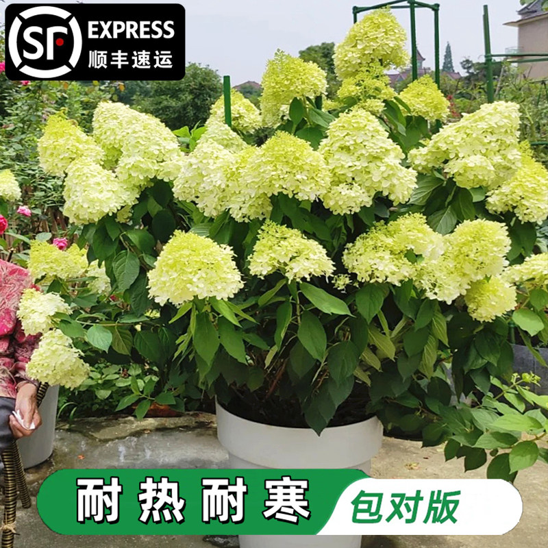 圆锥绣球花苗香草草莓绣球花石灰灯耐寒耐晒花卉夏日美人盆栽老桩