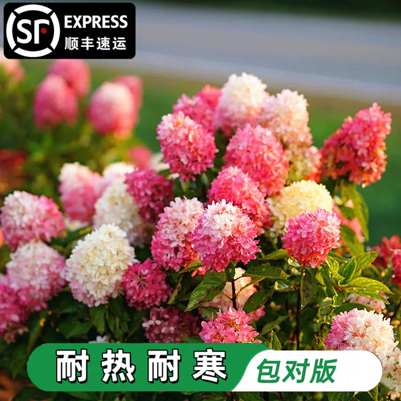石灰灯圆锥绣球花苗香草草莓绣球花耐寒耐晒花卉夏日美人盆栽植物