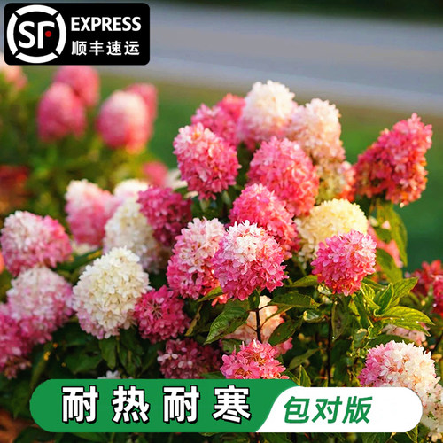 石灰灯圆锥绣球花苗香草草莓绣球花耐寒耐晒花卉夏日美人盆栽植物