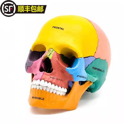 4D MASTER彩色人体头骨模型4dmaster骷髅头可拆卸解剖拼装模型