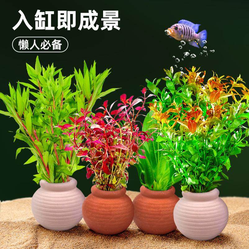 养草摆件水草杯种植固定底座陶罐水族箱造景新手多色水草专用,宠物/宠物食品及用品,水草,淘宝优惠券,粉丝福利购,淘宝优惠卷
