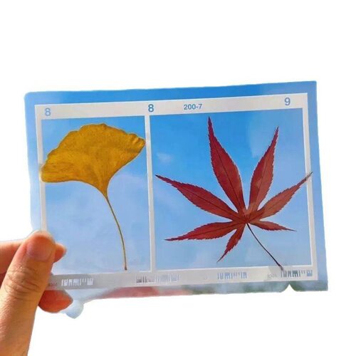 材料包桂花干花标本压花透明