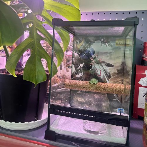 软木棒爬杆爬虫攀爬棒用品蜥蜴