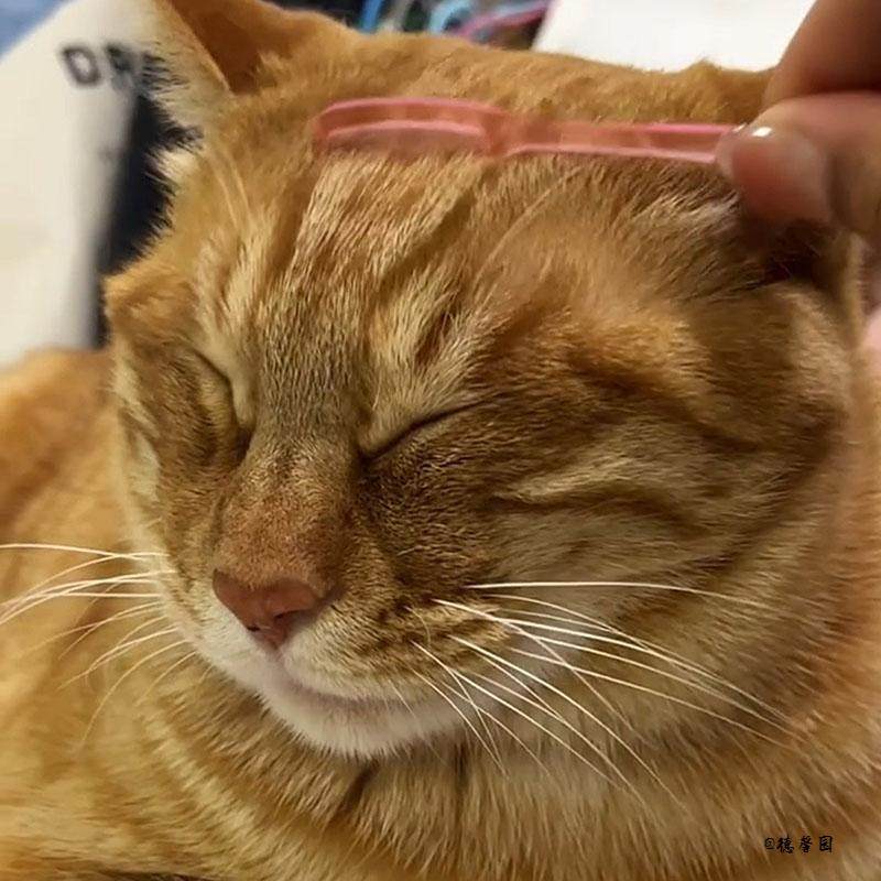 多功能梳子娃娃梳猫鼻梳迷你梳子BJD猫咪去浮毛按摩梳互动梳毛,婴童用品,安全梳子/刷子,淘宝优惠券,粉丝福利购,淘宝优惠卷