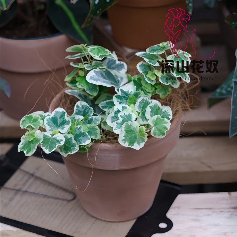 深山花奴 水培多年生植物雪莹常青藤盆栽吊兰常春藤爬藤室内绿植