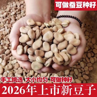 2026新货干蚕豆 新鲜散装蚕豆5斤罗汉豆胡豆可做种籽炸生蚕豆种