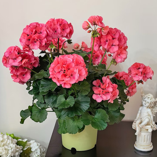 美人鱼【新品】勤花，丰花，大花苞，好度夏