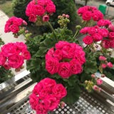 罗莎琳达150盆〖多层重瓣玫瑰女王〗