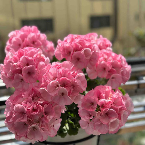 苹果花一加仑盆【勤花】开花成球，粉粉嫩嫩