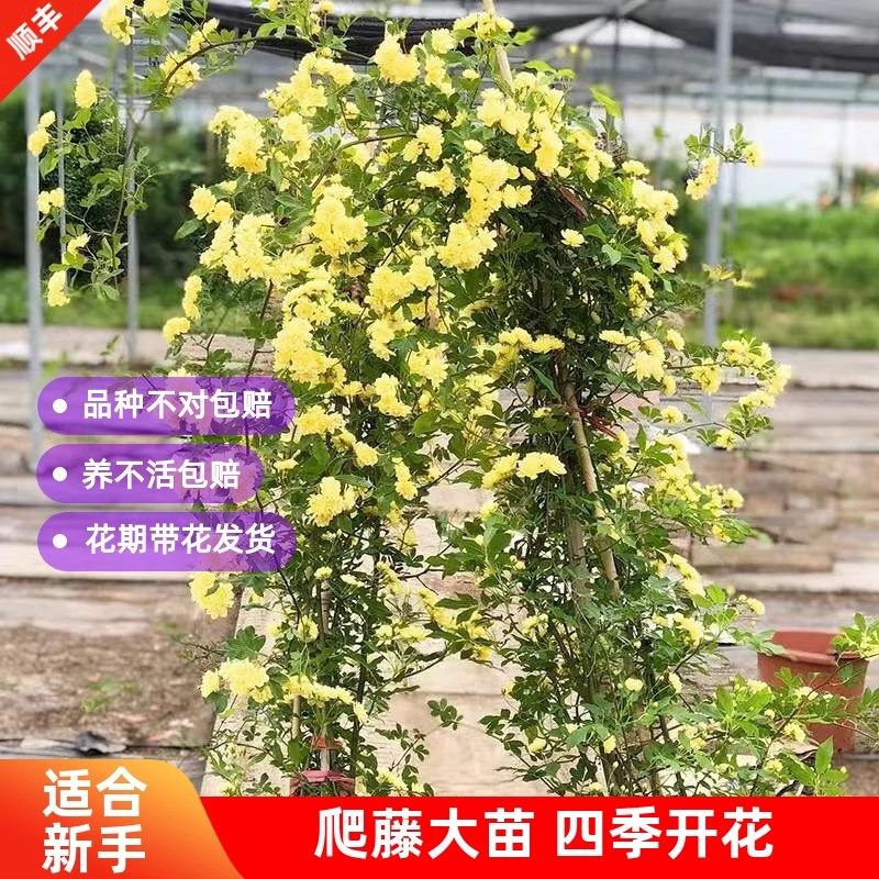 正宗黄木香花苗爬藤植物红白红木香藤本月季树苗四季开花盆栽黄色